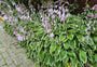 hosta planten tuinplanten