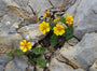 Nagelkruid - geum tuinplanten geel