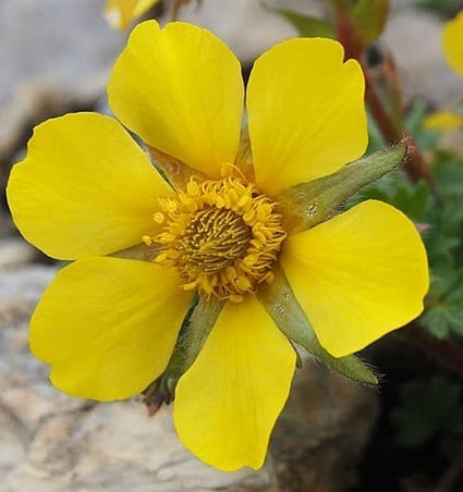 Geum nagelkruid tuinplanten rotstuinplanten populaire prachtig 