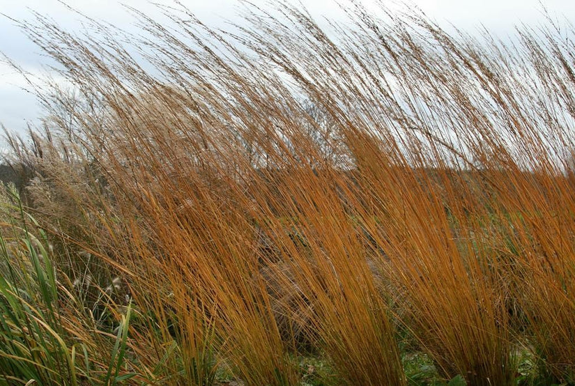 Siergrassen borders winterbeeld prachtige tuinplanten