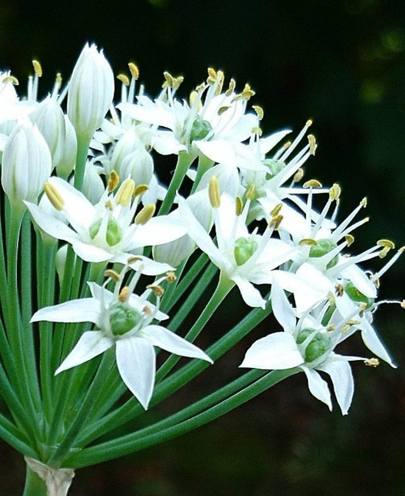 Borderpakketten tuinplanten eetbaar