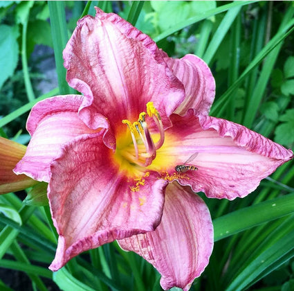 daglelie klantfoto's eetbare tuinplanten heerlijk