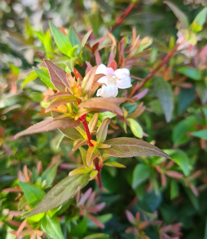 tuinplanten borders abelia heester