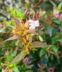 tuinplanten borders abelia heester