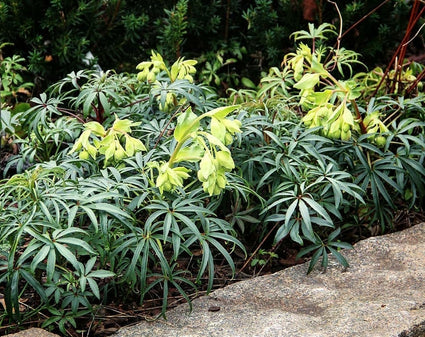 Helleborus bloemen in januari