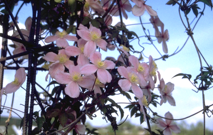 Clematis montana 'Tetrarose'