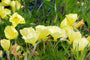 teunisbloem-Oenothera-speciosa.jpg