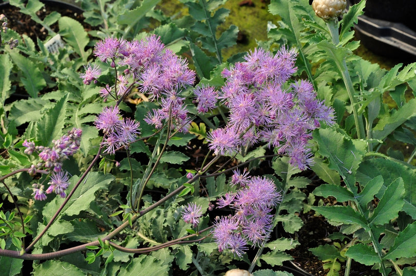 thalictrum-aquilegifolium-akelei-ruit-plant.jpeg