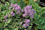 thalictrum-aquilegifolium-akelei-ruit-plant.jpeg