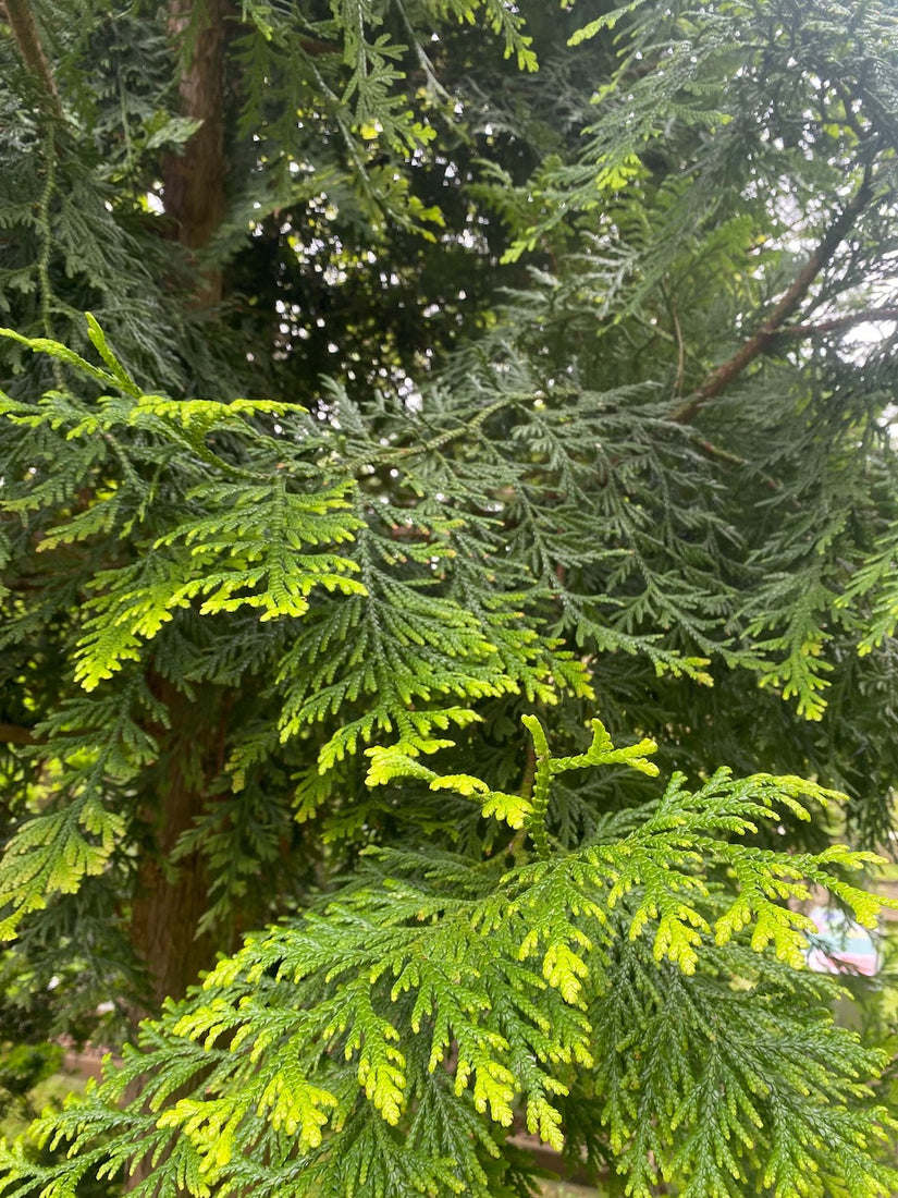 thuja-dolabrata.jpg