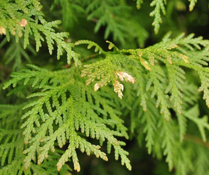 Thuja occidentalis 'Snow tip'