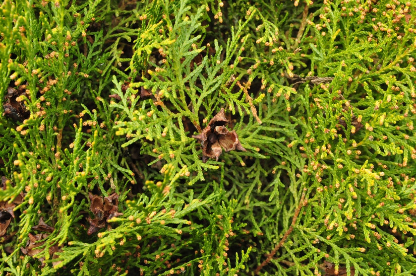 Thuja Orientalis 'Madurodam'