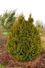 thuja-plicata-rodgersii.png