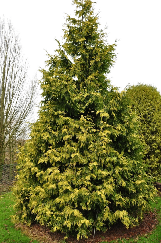 thuja-plicata-zebrina-extra-gold-1496402161_src.png