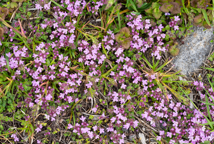 thymus-minor.png