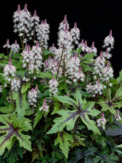 Schuimbloem - Tiarella Wherryi 'Spring Melody'