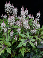 Schuimbloem - Tiarella Wherryi 'Spring Melody'