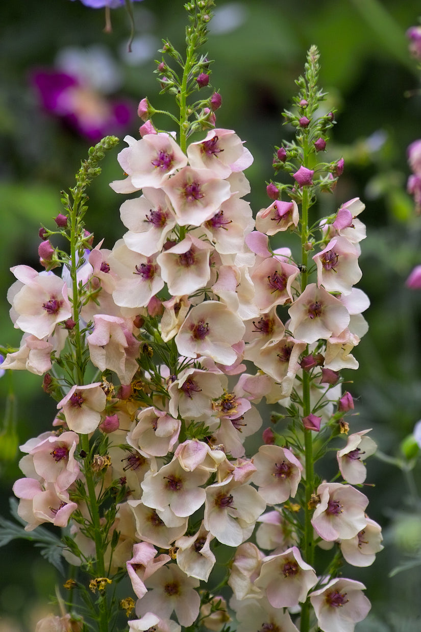 toorts-verbascum.jpg