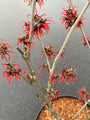 Toverhazelaar - Hamamelis intermedia 'aphrodite' bloei 