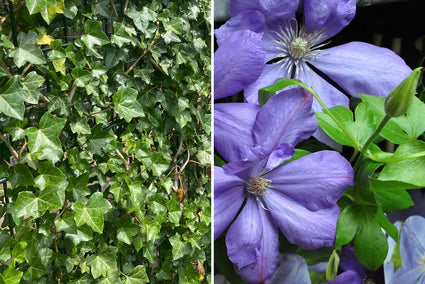 Blauw bloeiende hedera schermen nieuwbouw huis perfect prachtig inspiratie