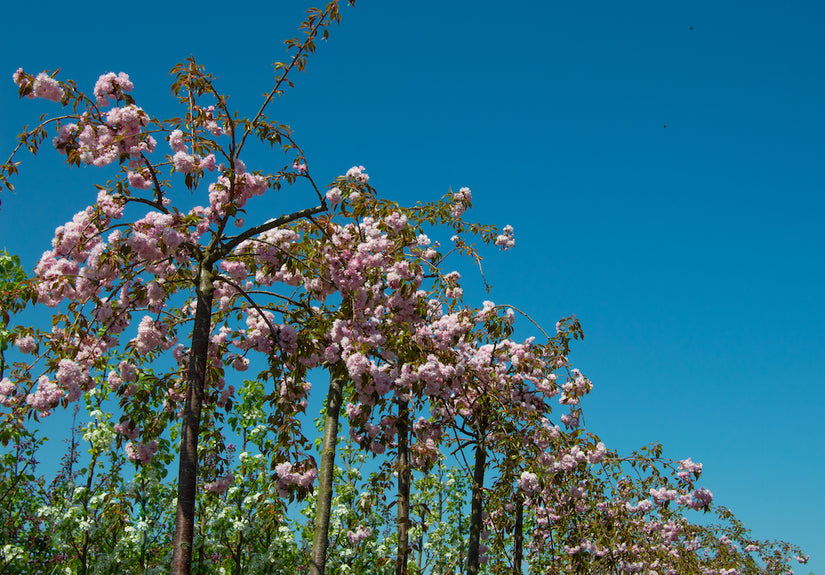 treursierkers-hoogstam-Prunus-serrulata-Kiku-shidare.jpg