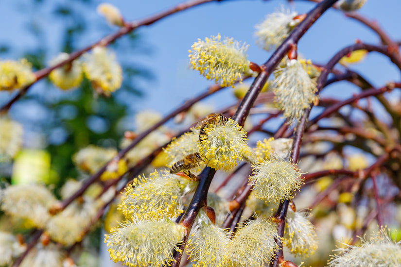 Katjes van de Treurwilg - Salix caprea ‘Kilmarnock’