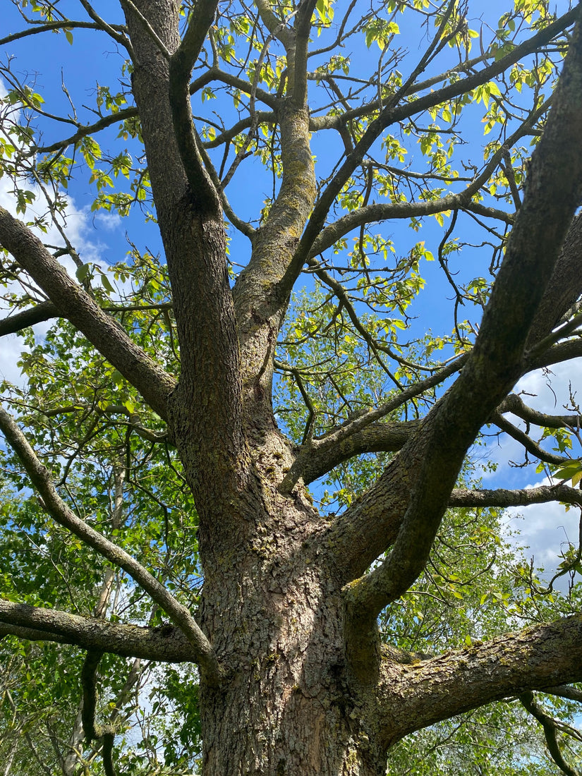 Trompetboom - Catalpa Bignonioides bast