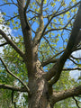 Trompetboom - Catalpa Bignonioides bast