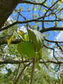 Detail Trompetboom - Catalpa Bignonioides