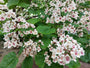 Trompetboom Catalpa Bignonioides in bloei