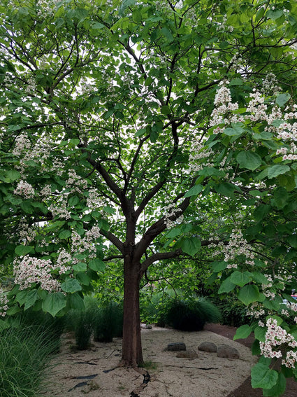 Trompetboom in bloei