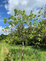 Trompetboom - Catalpa Bignonioides