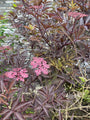 Trosvlier - Sambucus racemosa