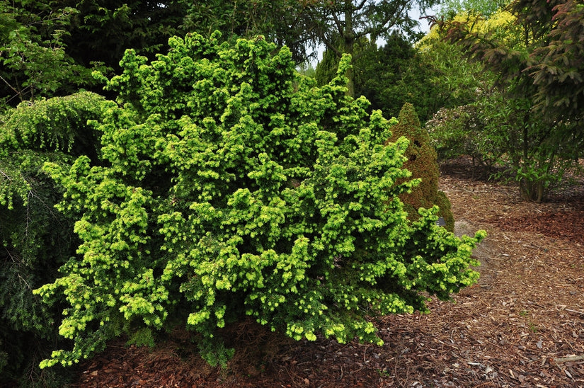 Tsuga Canadensis 'Hussii'