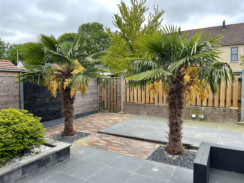 Tuin met Chinese Palmboom