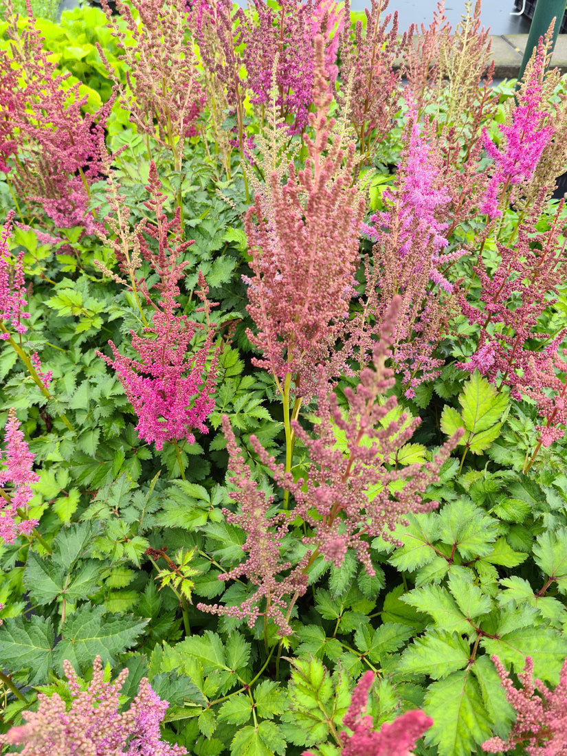 tuinplanten roze uit borderpakket