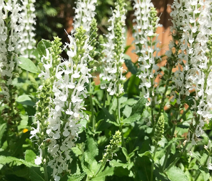 prachtige tuinplanten borderpakket