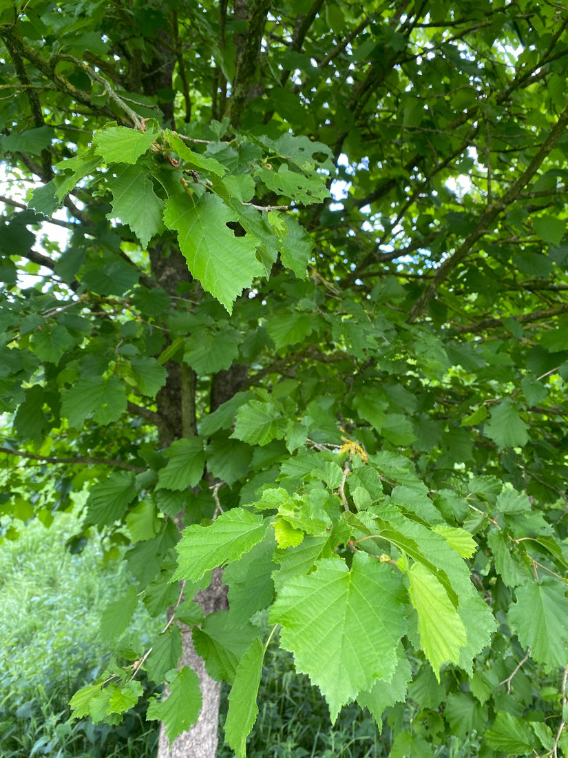 Turkse hazelaar - Corylus colurna