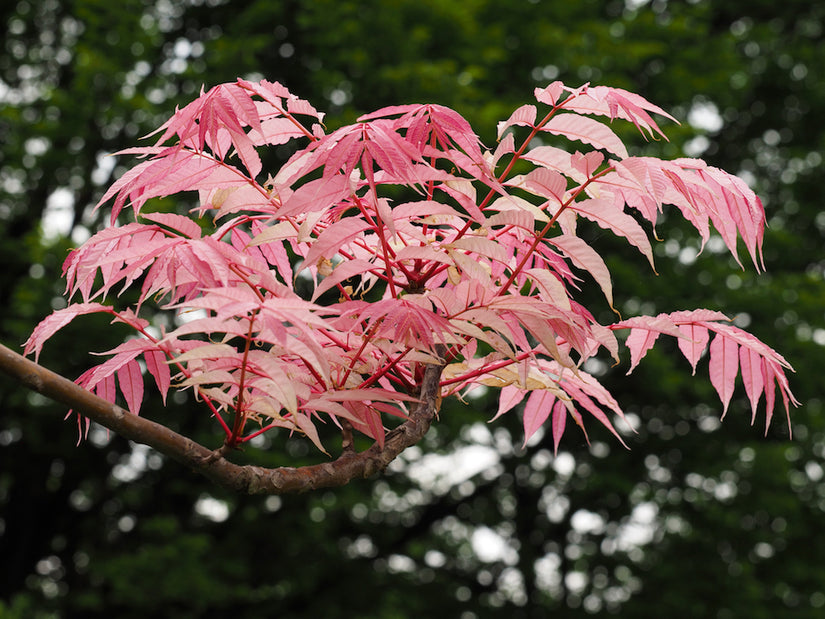 uiensoepboom herfstverkleuring blad