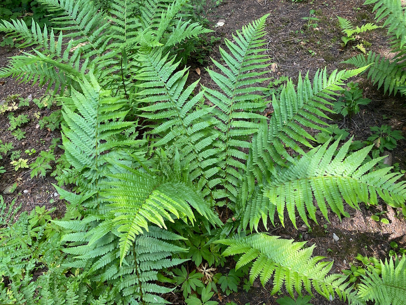 varen-Dryopteris-affinis.jpg