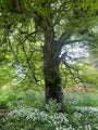 Stam Varenbeuk - Fagus sylvatica 'Aspleniifolia'