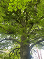 Varenbeuk - Fagus sylvatica 'Aspleniifolia'