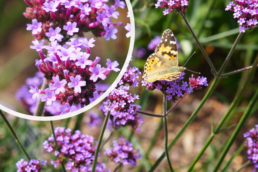 IJzerhard - Verbena bonariensis 'Lollipop' met detail