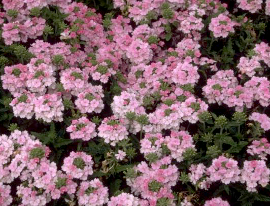 verbena-ijzerhard-rose.png