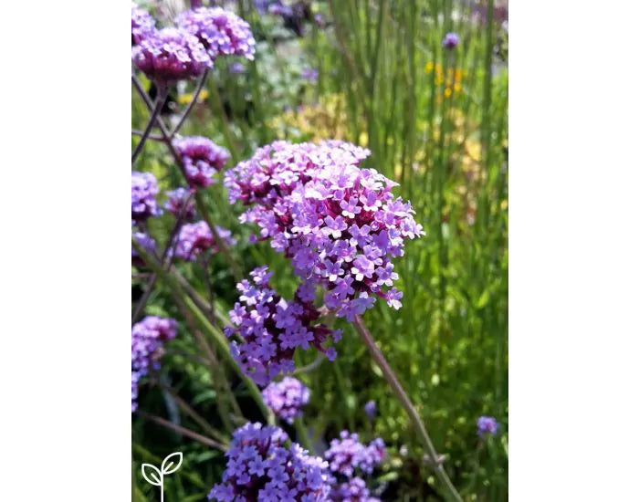 verbena_bonariensis-ijzerhard.webp