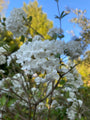 viburnum eskimo bloei