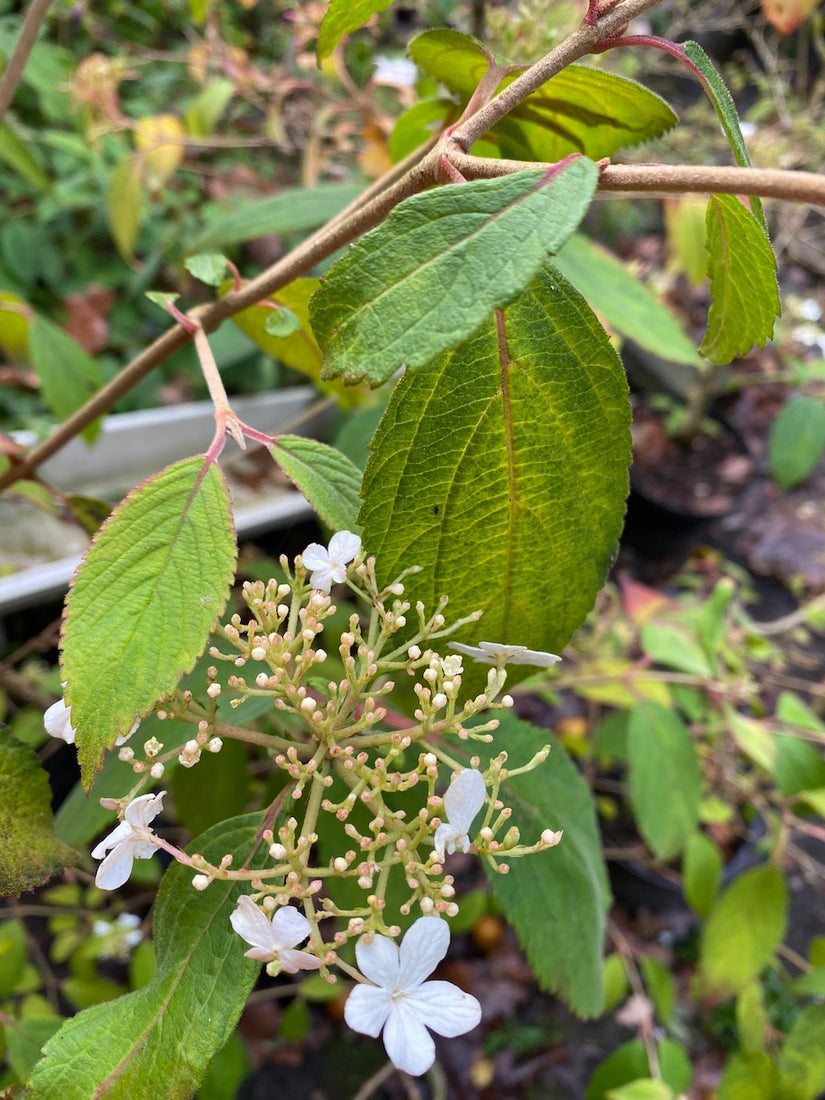 Japanse sneeuwbal - Viburnum plicatum 'Watanabe'