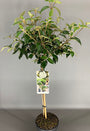viburnum_eskimo_opstam.jpg