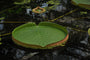 Victoria amazonica