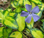 vinca_minor_illumination.webp